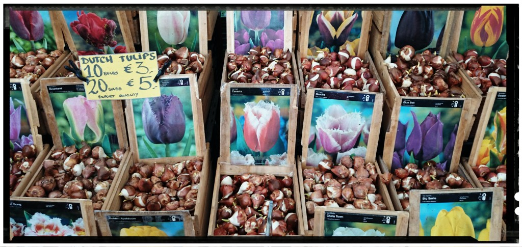 Cosa vedere a Amsterdam tulipani