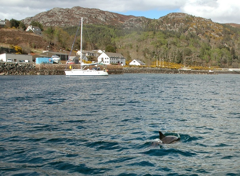 Un delfino a Gairloch: esperienze in Scozia