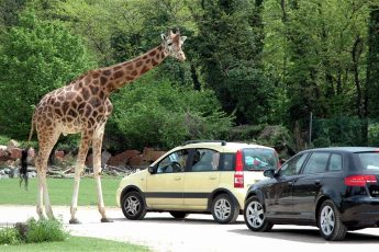 zoo safari di Bussolenco Verona