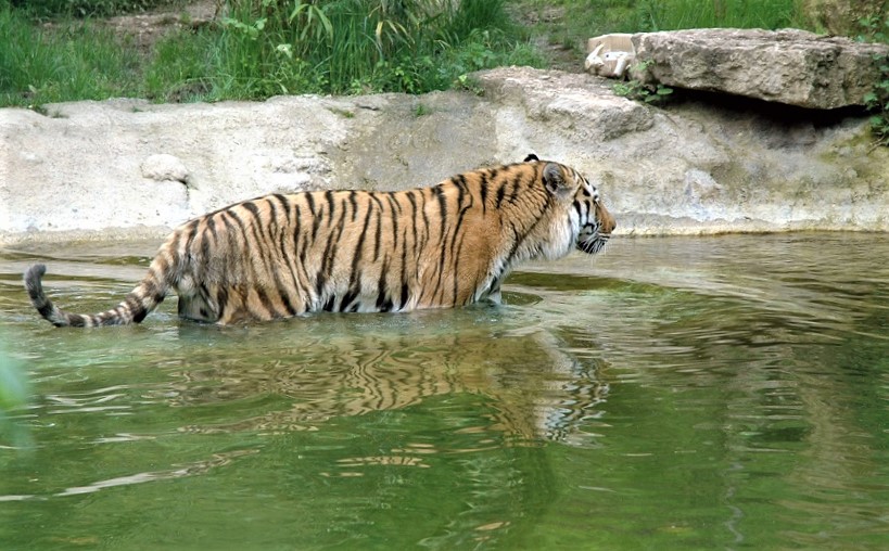 tigre al parco natura viva di bussolengo_Verona