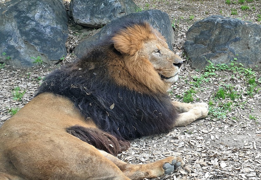 leone allo zoo di bergamo_parco delle cornelle_orari e prezzi