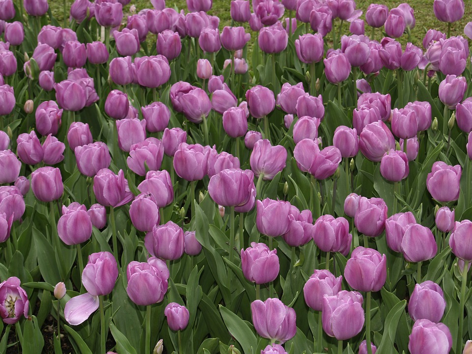 fioritura di tulipani a parco sigurtà_verona