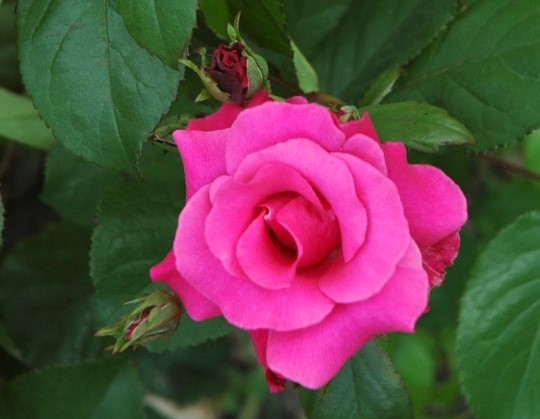 fioritura rose_parco sigurtà_valeggio sul mincio