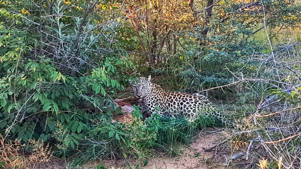 leopardo namibia diario di viaggio