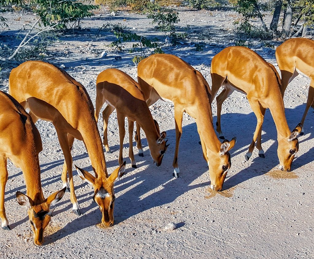 antilopi nell'etosha park_safari