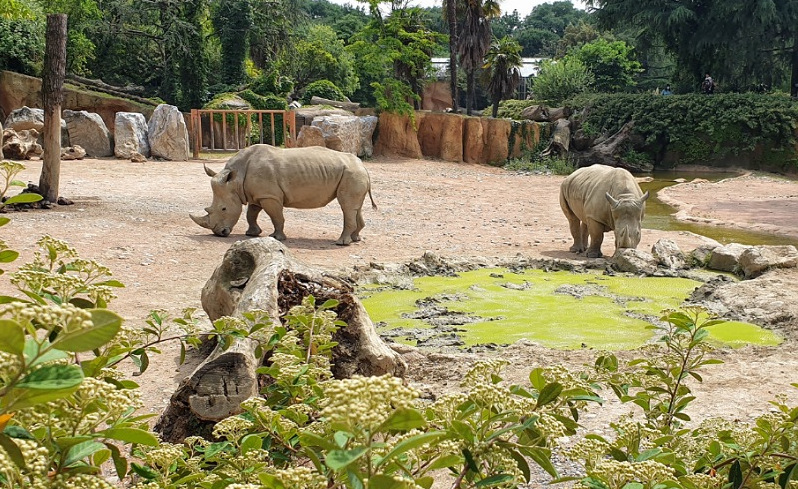 rinoceronte allo zoo di bergamo