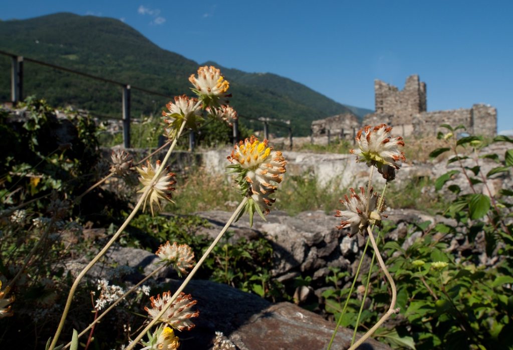 castel grumello in Valtellina_castelli in lombardia