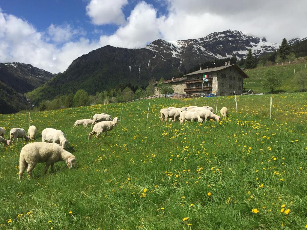 Ca' di Racc: agriturismo di montagna con animali in Lombardia