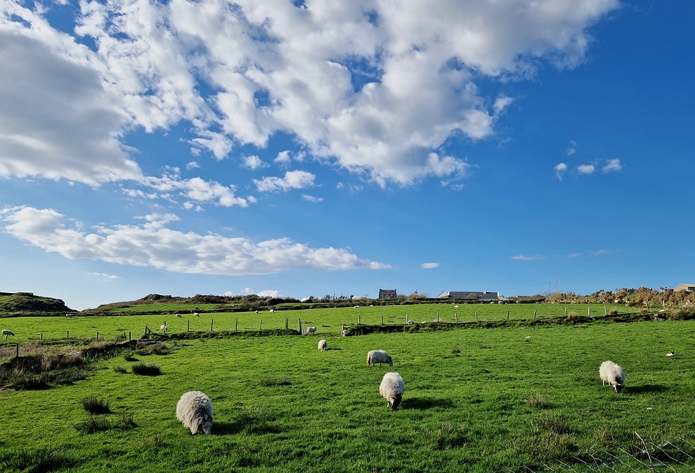 Pecore nel Ring of Kerry in Irlanda