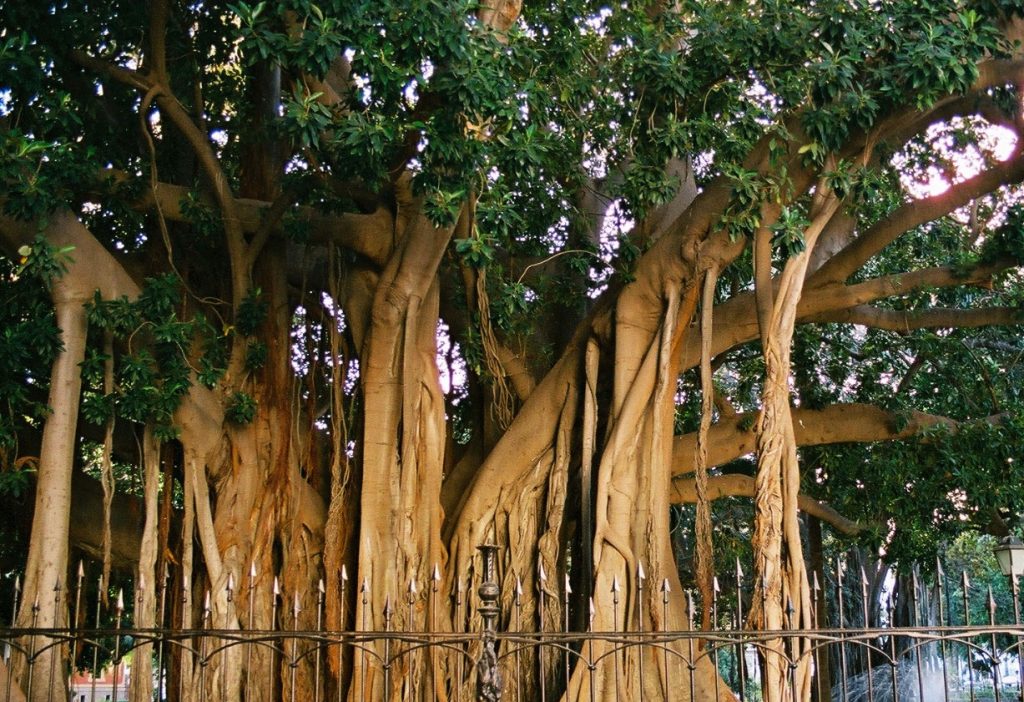 Ficus del Giardino Garibaldi di Palermo