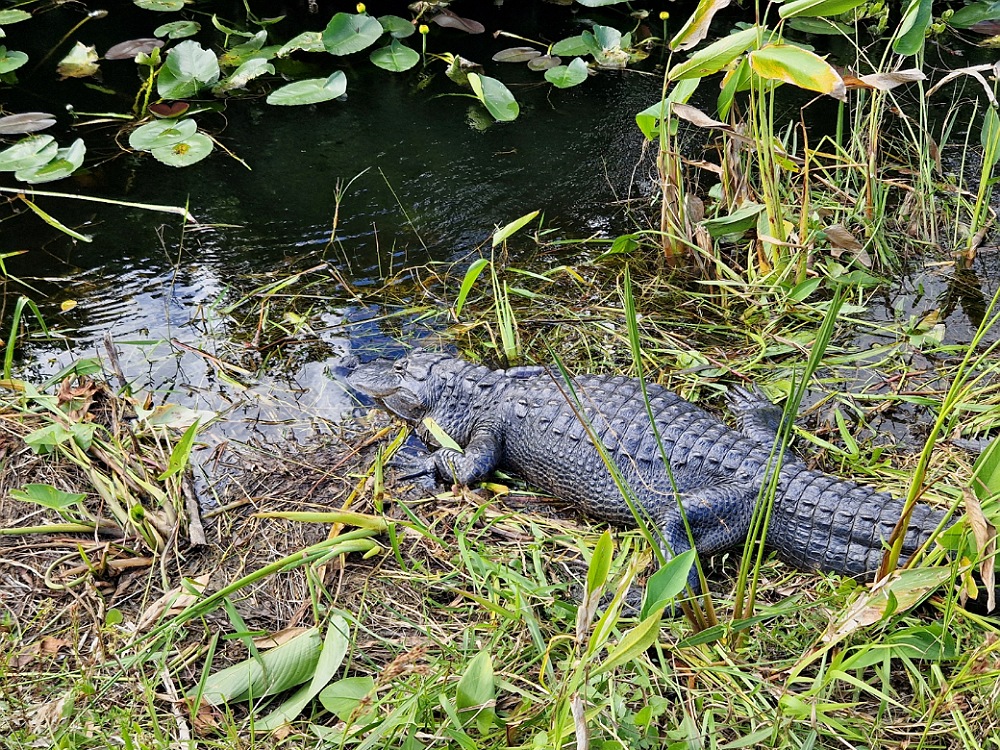 Everglades: cosa vedere nei dintorni di Miami