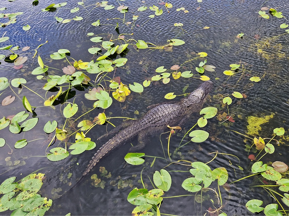 Everglades: cosa vedere in Florida