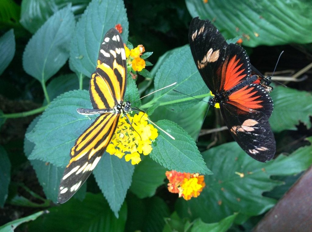 Butterfly Arc: visitare le farfalle vicino a Padova