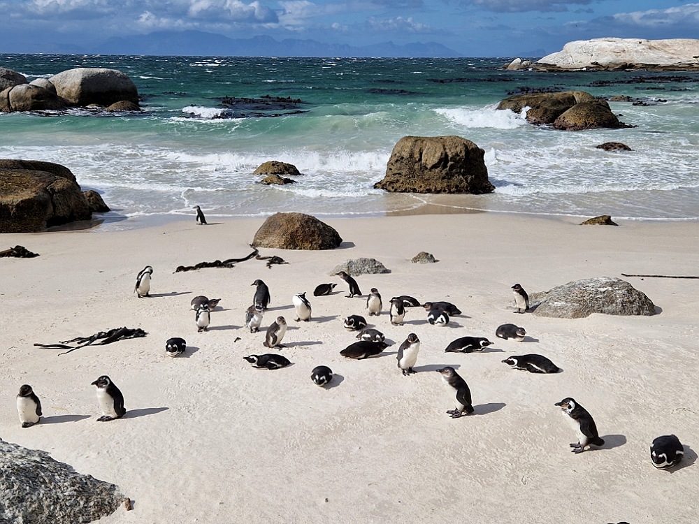 Itinerario di viaggio in Sudafrica: pinguini di Boulders Beach