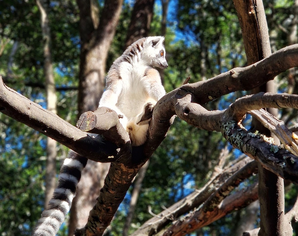 Monkeylands: cose da vedere in Sudafrica