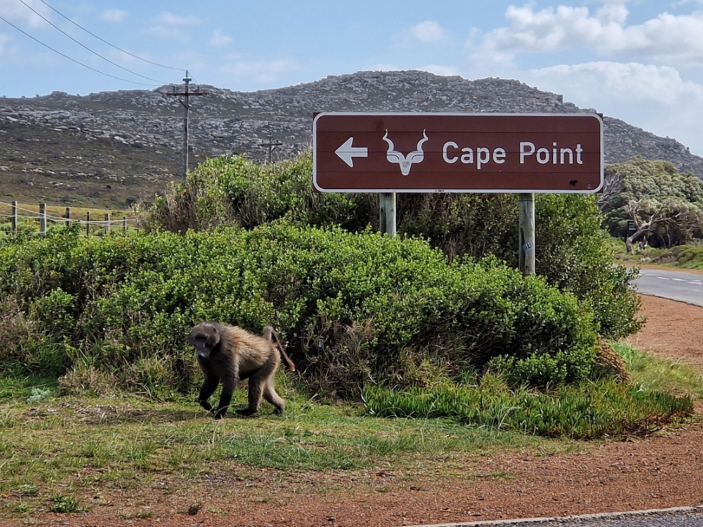 Come organizzare un viaggio in Sudafrica: Cape Point