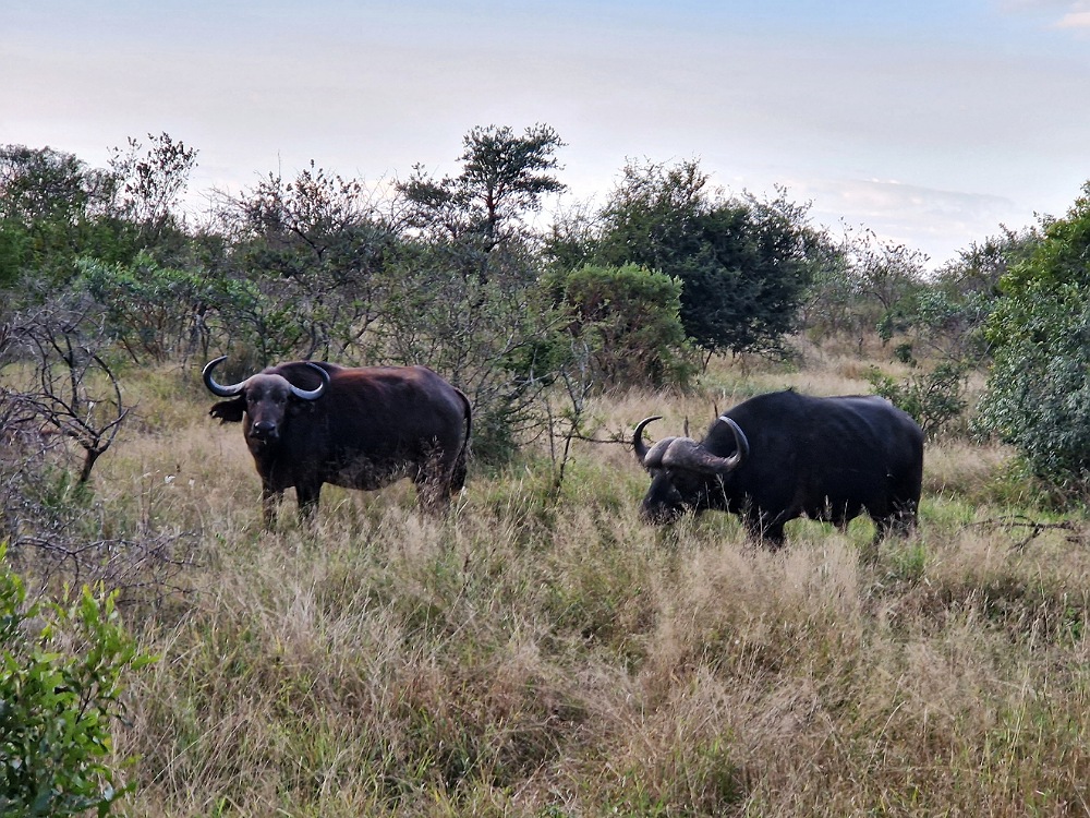 Consigli su come visitare il Parco Kruger in Sudafrica