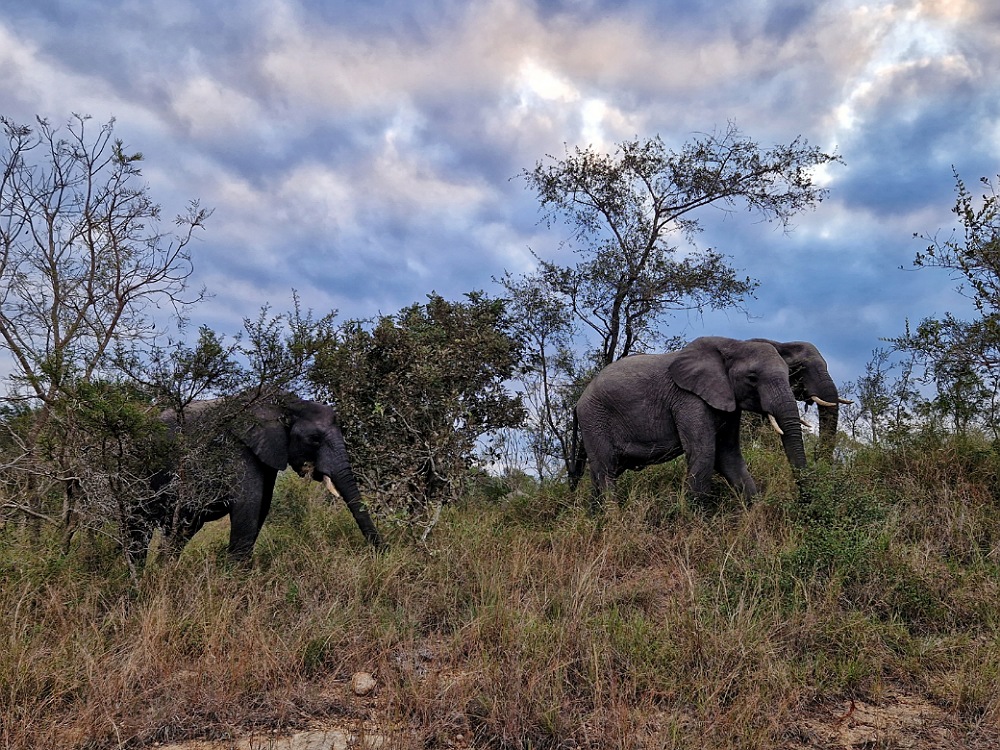 Safari fai da te nel Parco Kruger