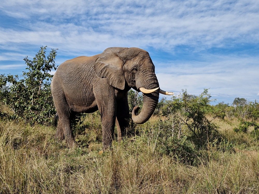 Parco Kruger in Sudafrica: cosa vedere e consigli