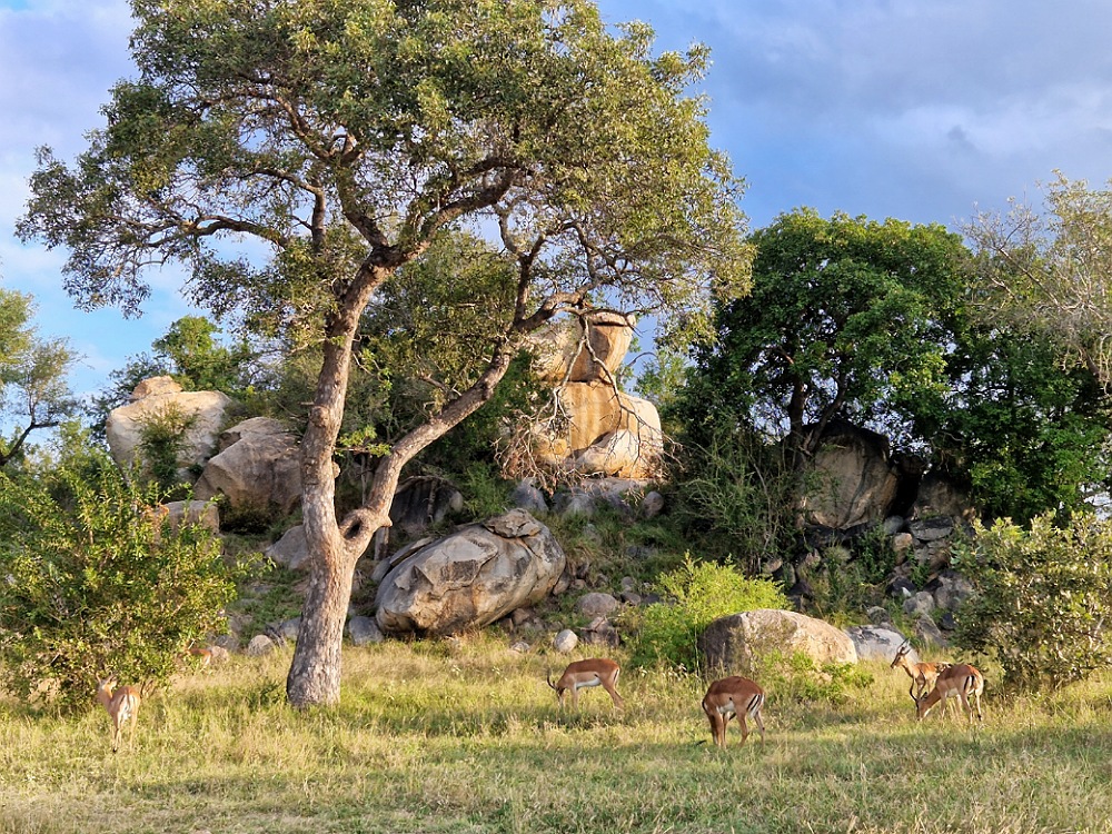 Safari in autonomia al Parco Kruger in Sudafrica