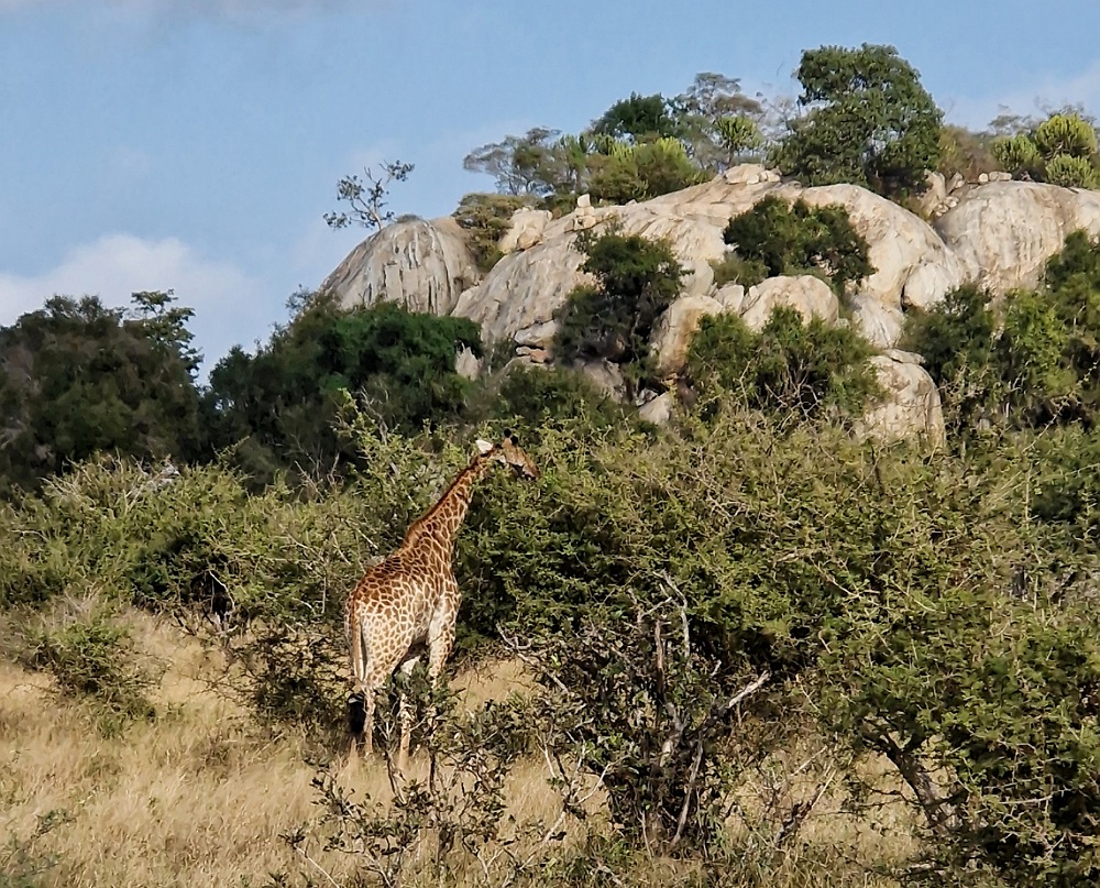 Consigli per visitare il Parco Kruger in Sudafrica