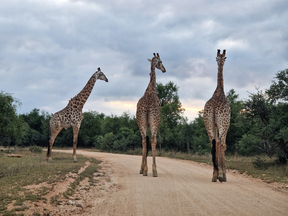 Cosa vedere al Kruger Park in Sudafrica