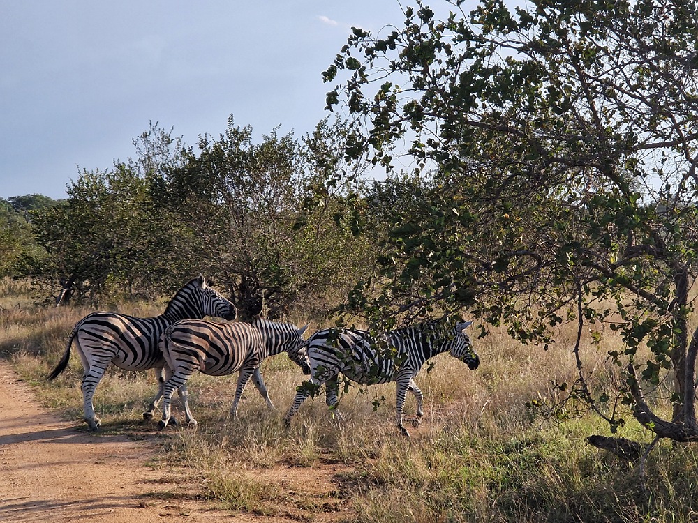 Cosa vedere nel Parco Kruger e come organizzare il safari