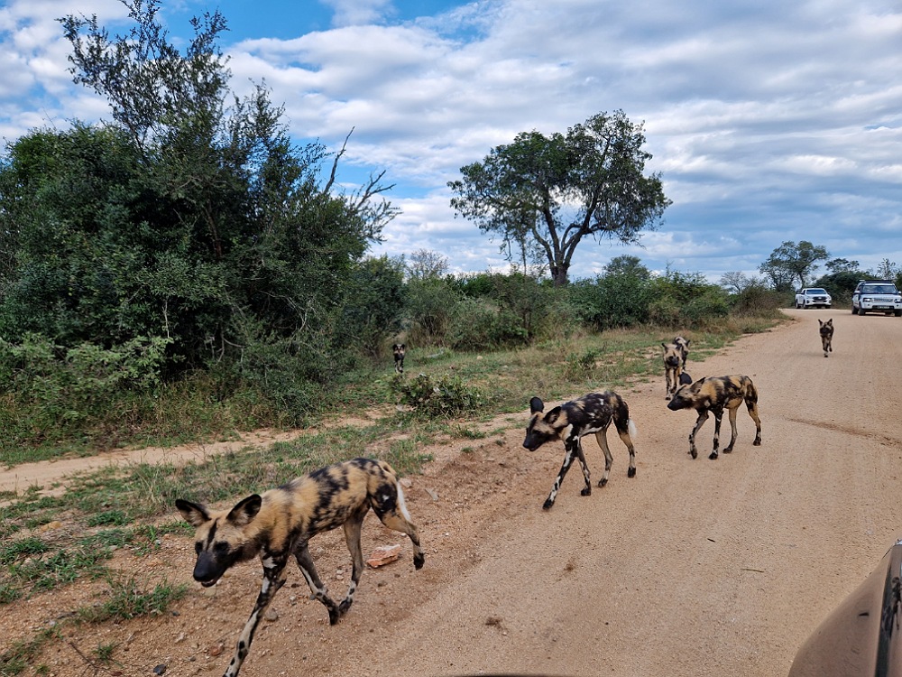 Safari al Kruger Park: quando andare
