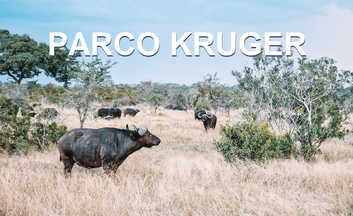 Cosa fare e cosa vedere al Parco Kruger: Safari in Sudafrica