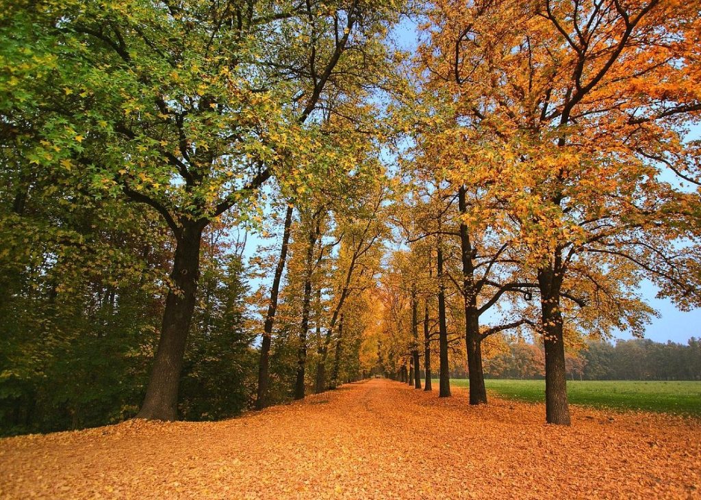 Cosa fare in Brianza in autunno: passeggiata al Parco di Monza