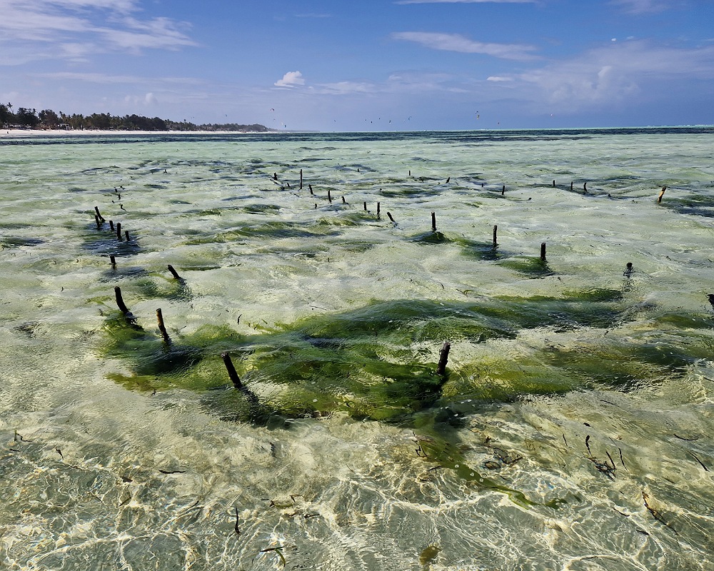 Raccoglitori di alghe a Zanzibar con bassa marea