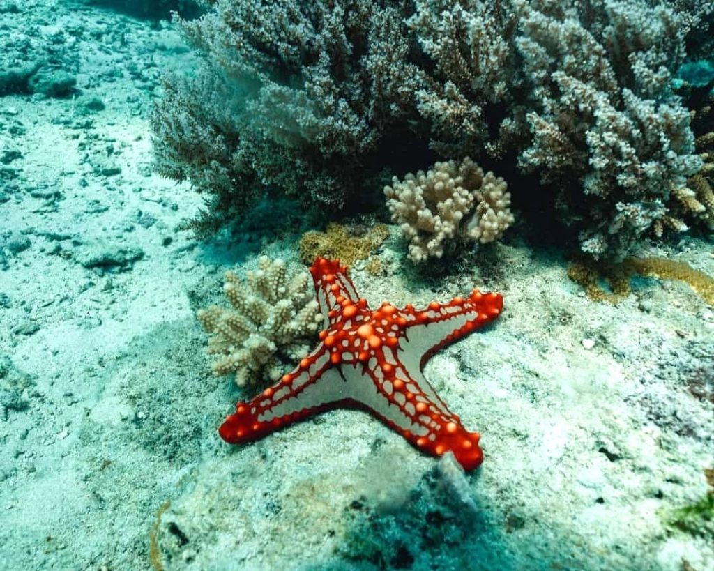 Le escursioni più belle di Zanzibar: stella marina a Mnemba